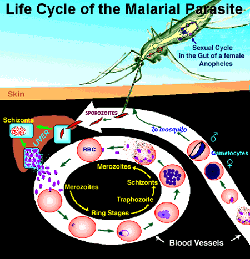 lifecycle