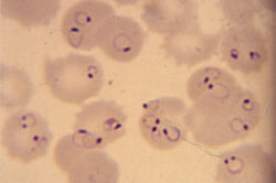 falciparum.jpg