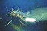 japaneseencephalitis2.jpg